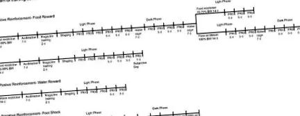 orexin