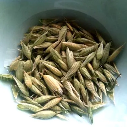 sativa трава