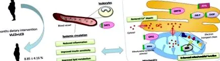 endoplazmatikus