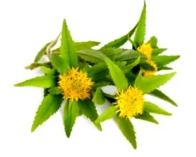 доведена rhodiola