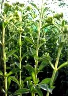 stevia