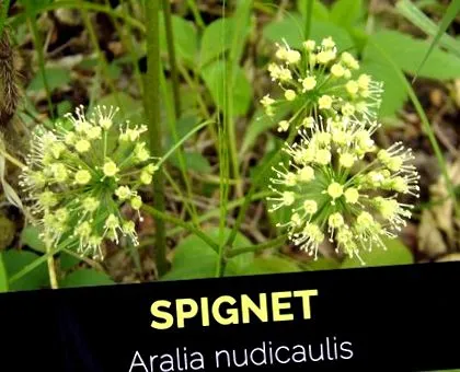 spignet
