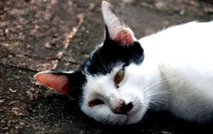 старших котів