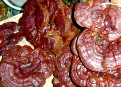 lucidum ganoderma