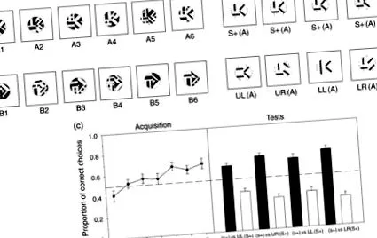 Передача навчання огляд ScienceDirect