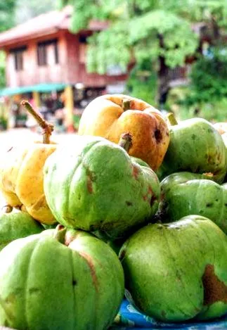 гарцинія камбоджійська