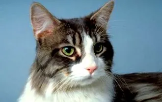кота