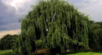 корисна кора