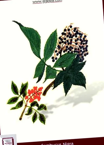 ігристе
