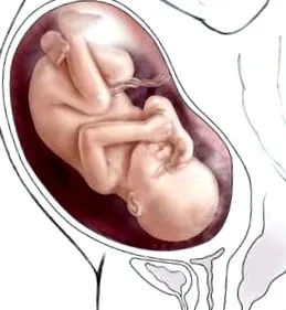 https twiddeo