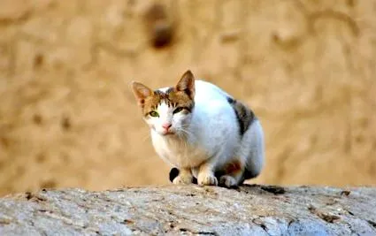 котів