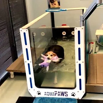 beagle található