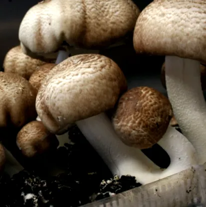 Agaricus blazei Мурілл АГАРІК БЛАЗЕЙ