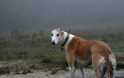 живота собак
