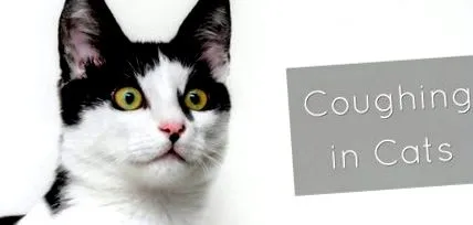 котів