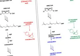 trichoderma
