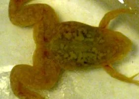 поширені xenopus