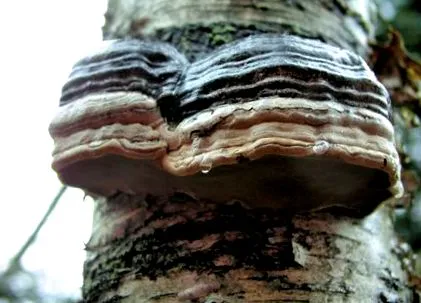 fomentarius