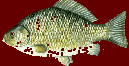 Carassius auratus