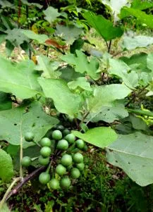 далеких solanum