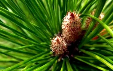 бруньки бруньки
