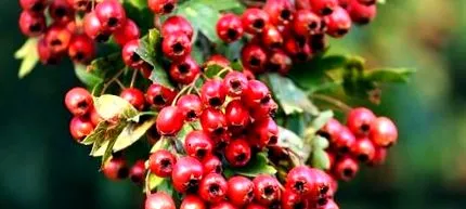 серця школа