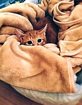 часу