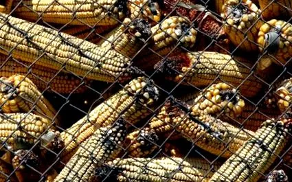 розпізнати розпізнати