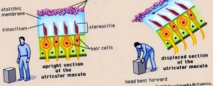 людини