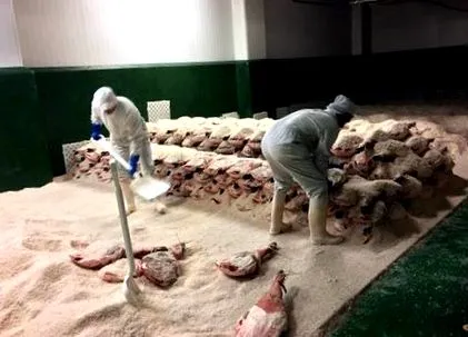 Ibérico bellota