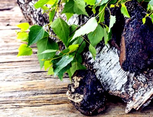 chaga chaga