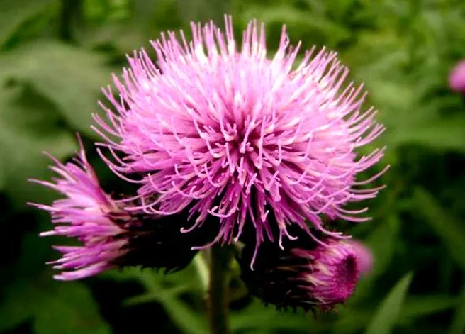 vemoherb
