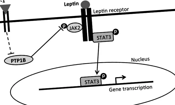 leptin