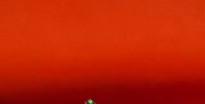 став