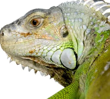iguana