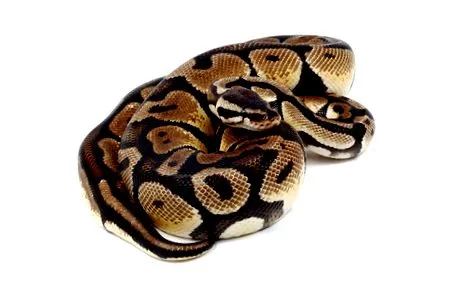 regius desertusa