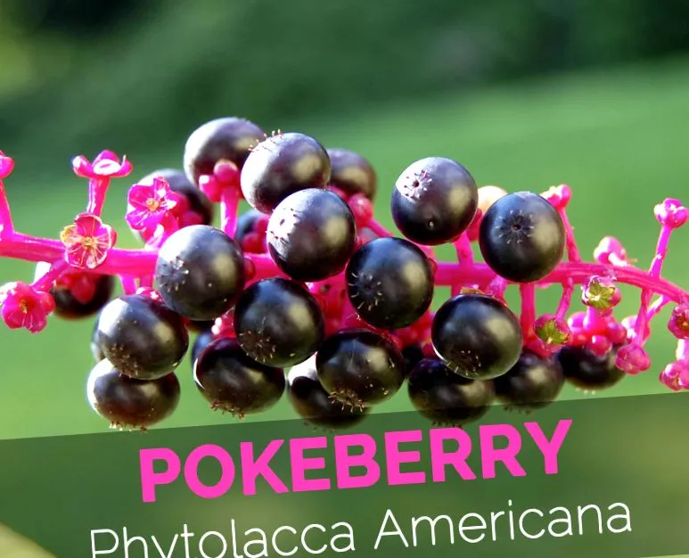 pokeberry