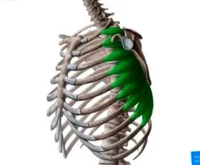 обертання лопатки physiopedia