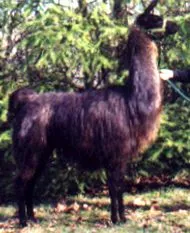 llamas тайга