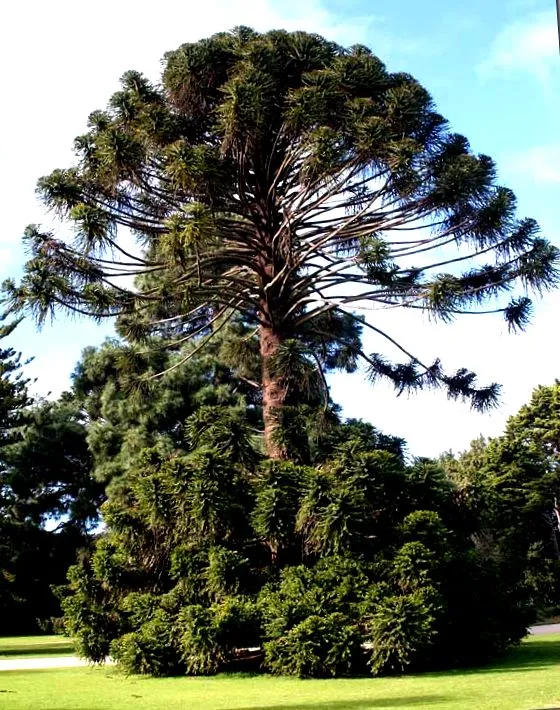 araucaria