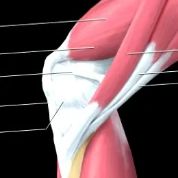 medialis