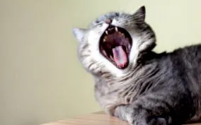 дихання кота