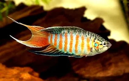 gondozni
