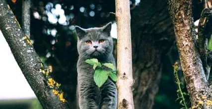 котки