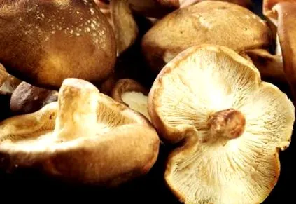 ciupercile