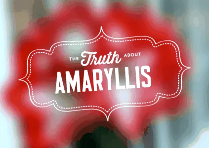 amaryllis