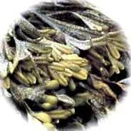 vezica urinară