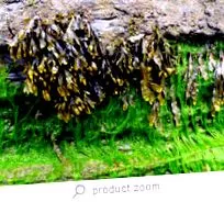 kelp