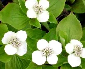 brunch bunchberry