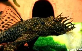 bristlenose